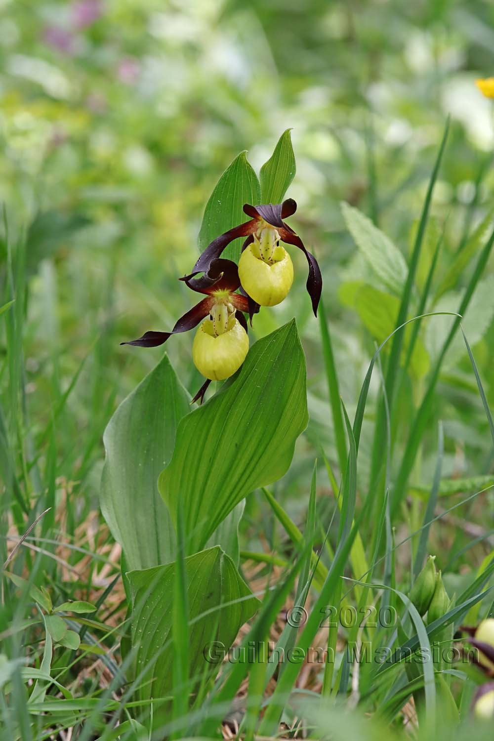 Cypripedium calceolus