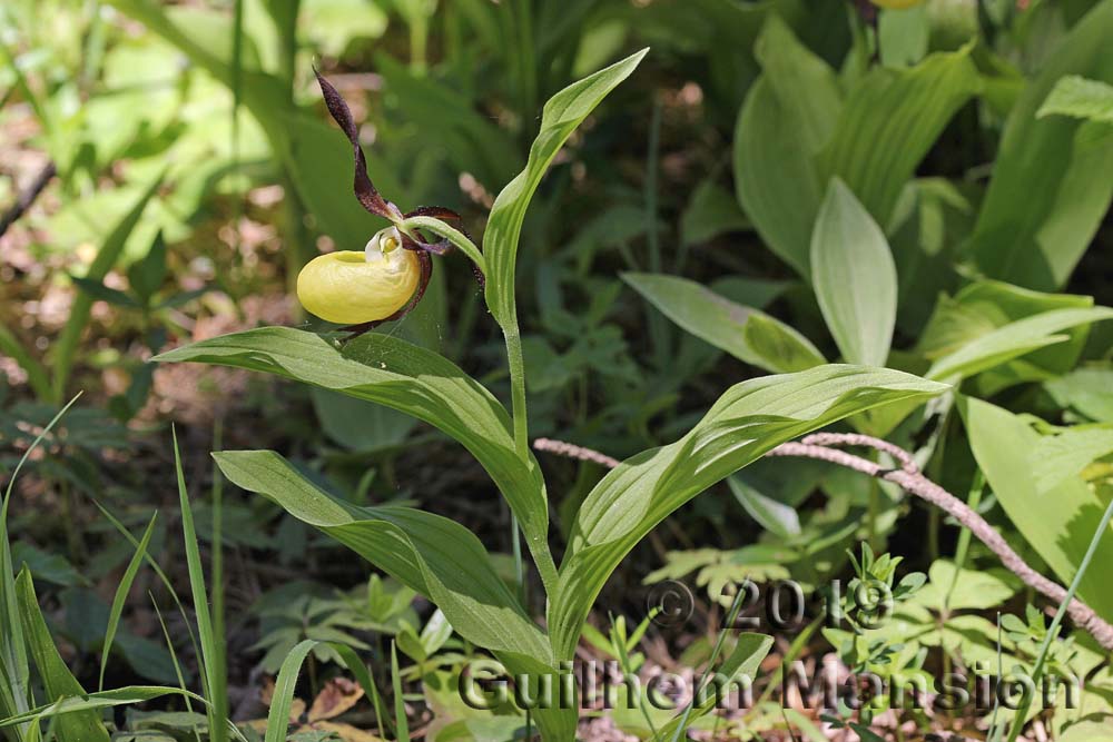 Cypripedium calceolus