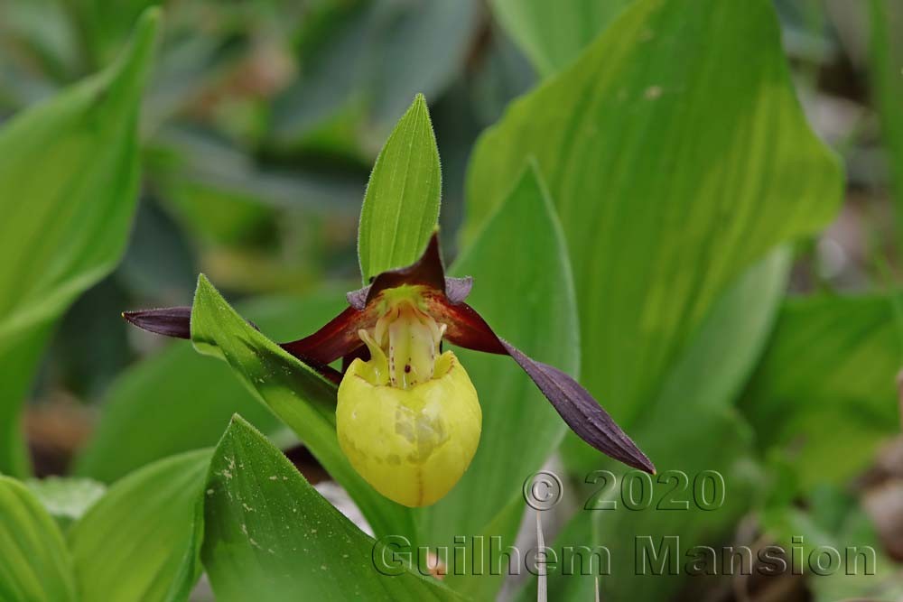 Cypripedium calceolus