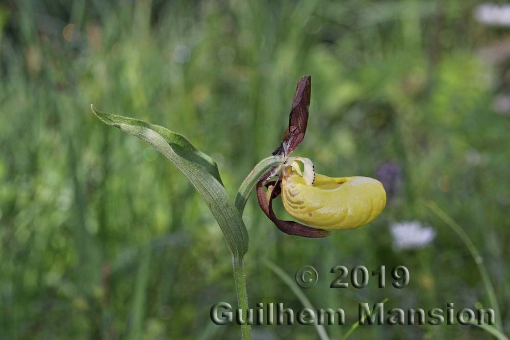 Cypripedium calceolus