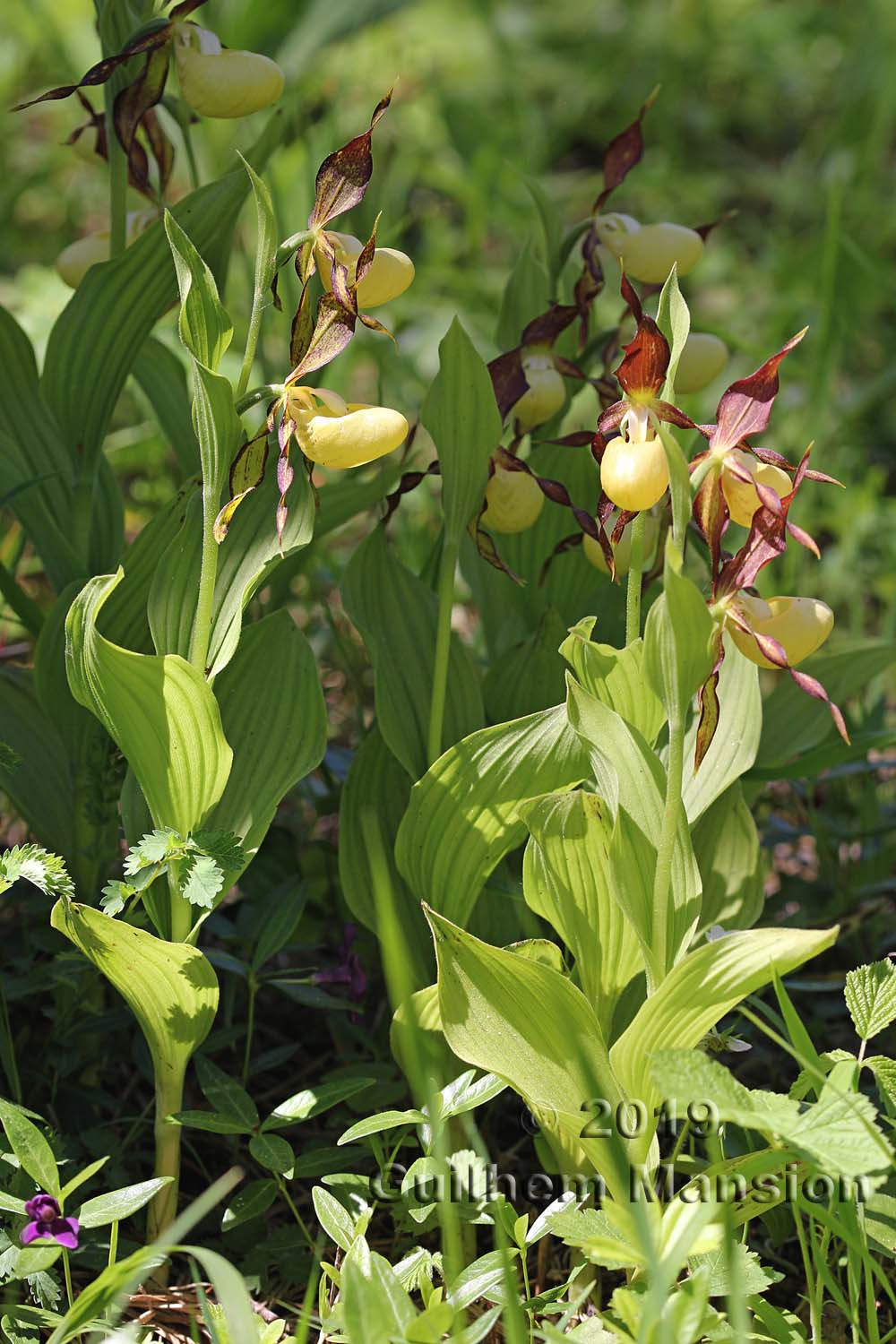 Cypripedium calceolus