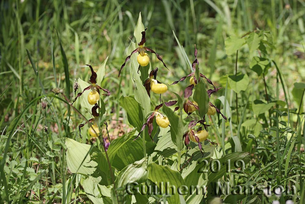 Cypripedium calceolus