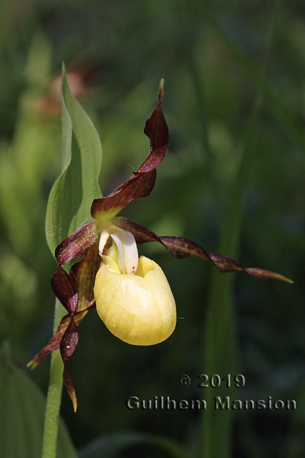 Cypripedium calceolus