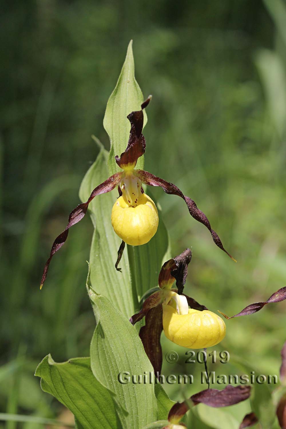 Cypripedium calceolus