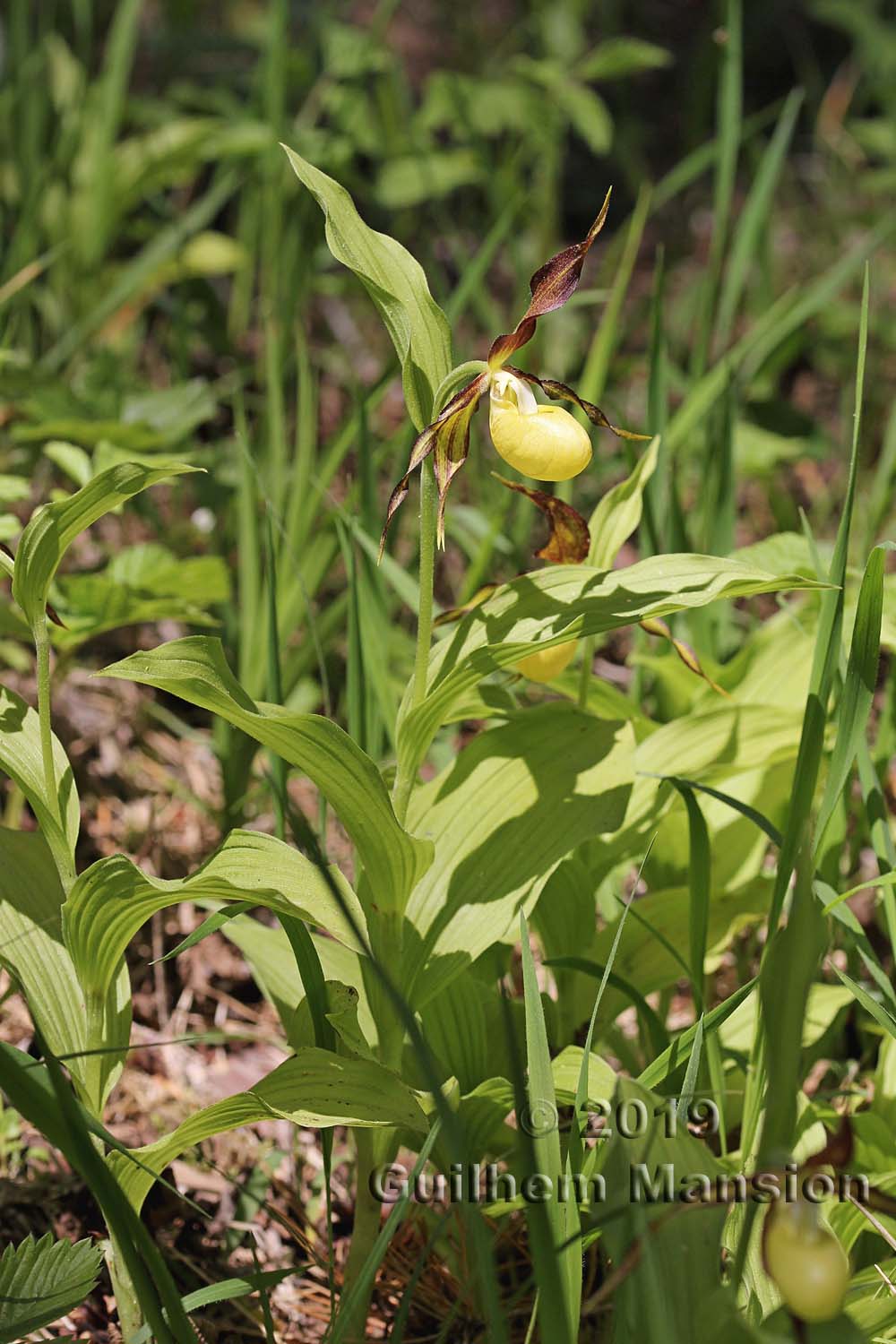 Cypripedium calceolus