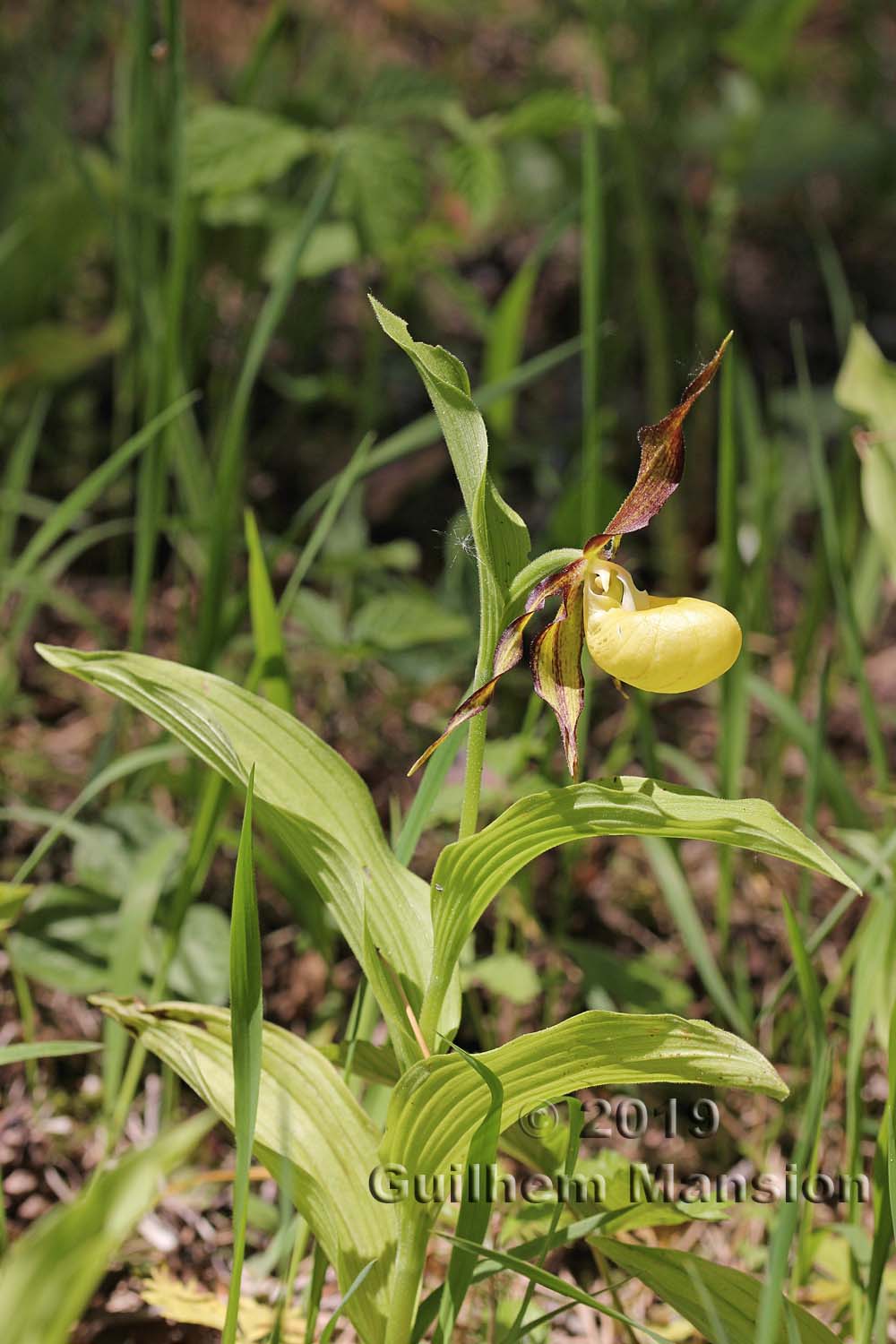 Cypripedium calceolus