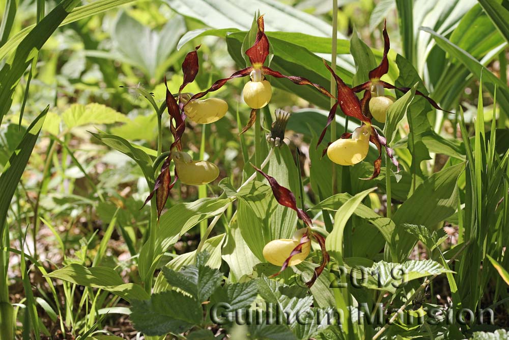 Cypripedium calceolus