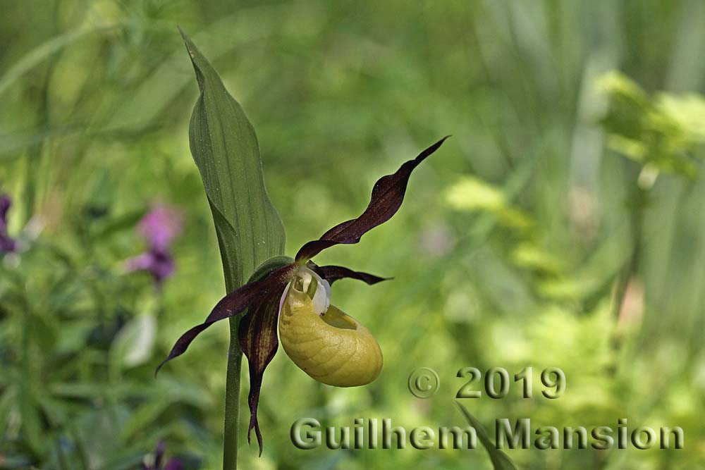 Cypripedium calceolus