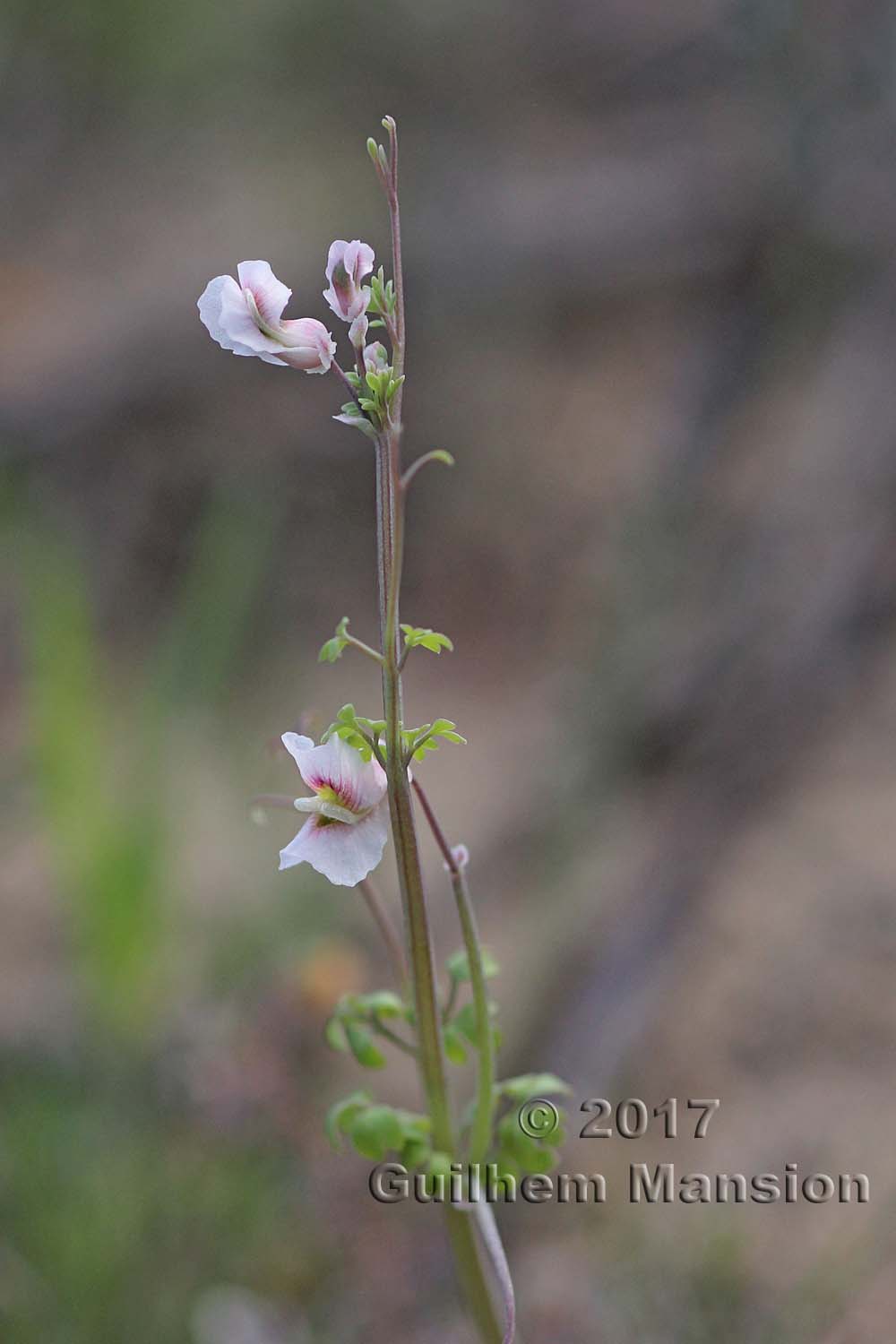 Cysticapnos vesicarius