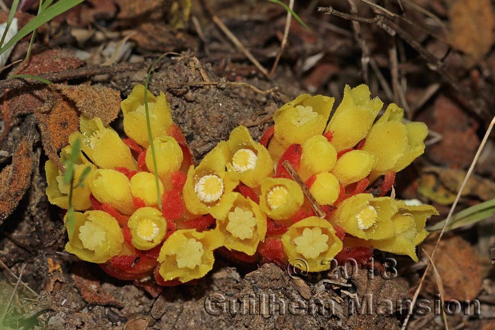 Famille - Cytinaceae