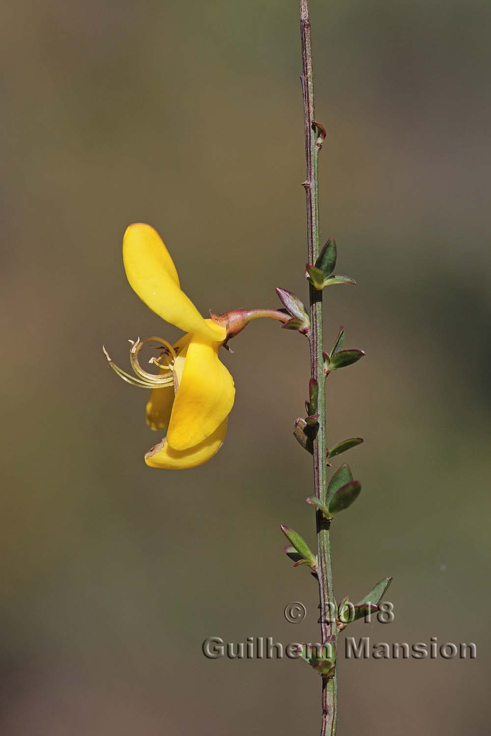 Cytisus scoparius