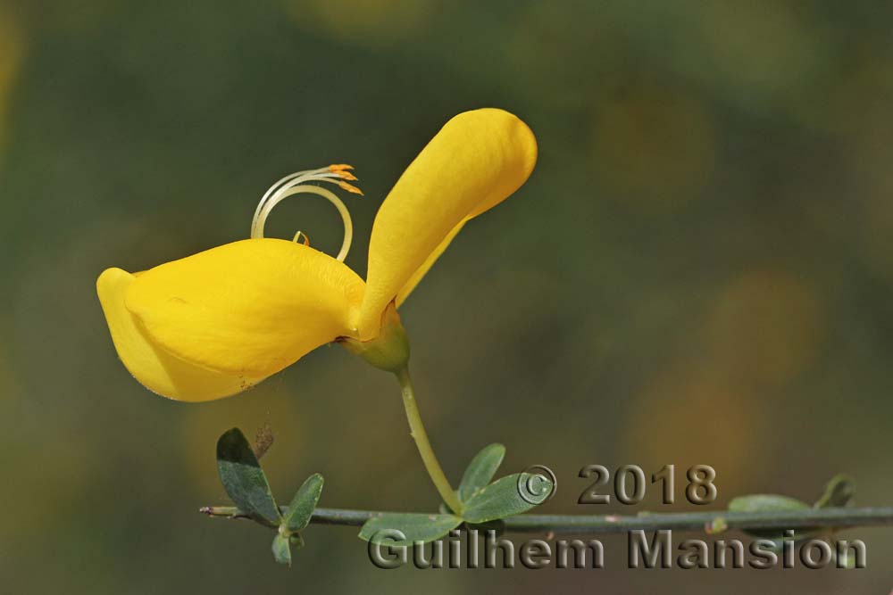 Cytisus scoparius