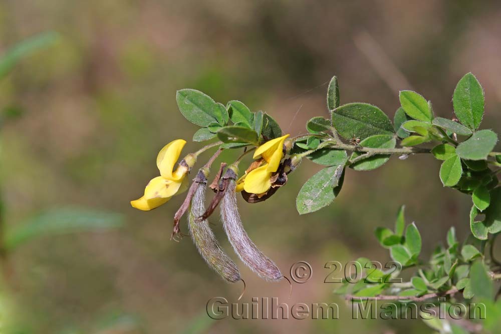 Cytisus villosus