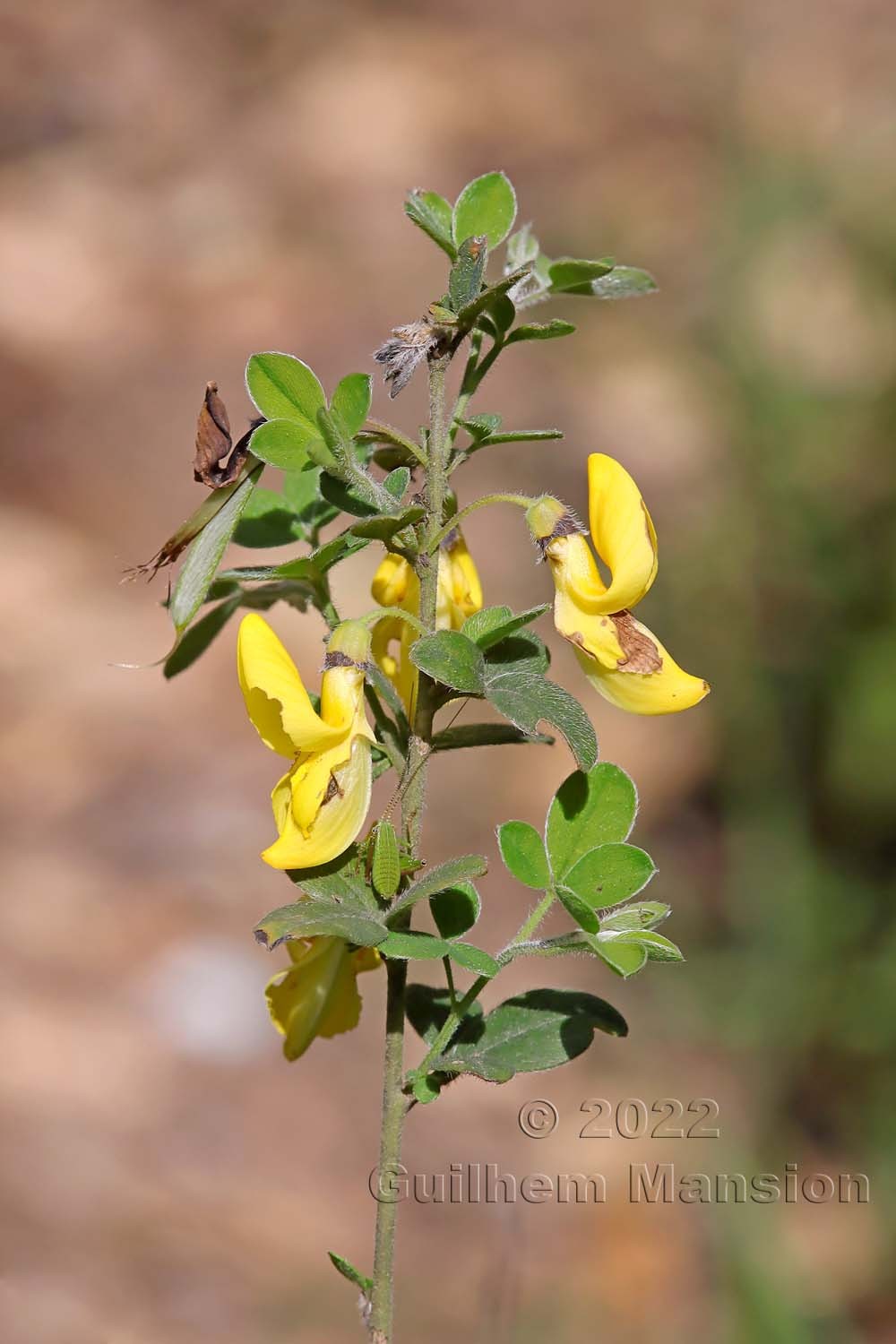 Cytisus villosus