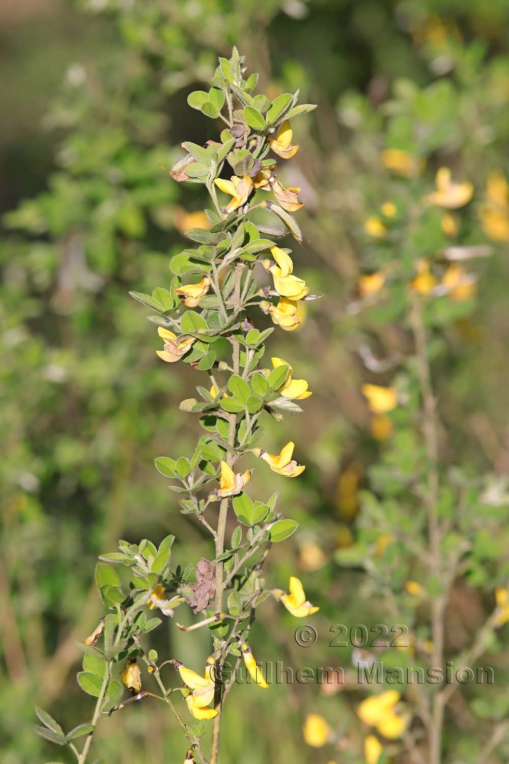 Cytisus villosus