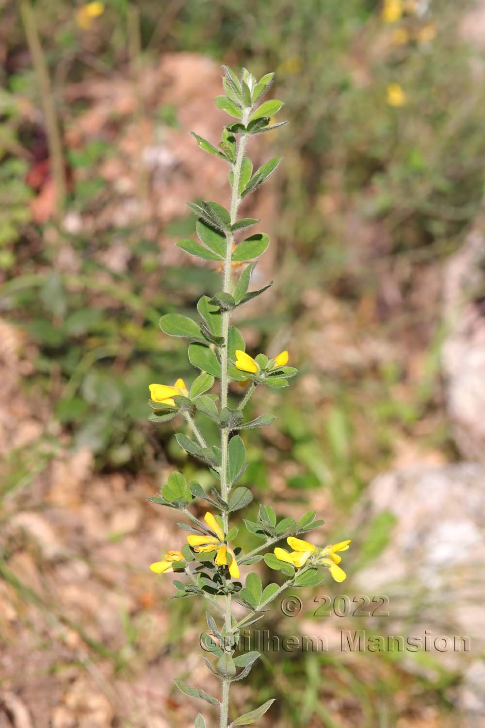 Cytisus villosus