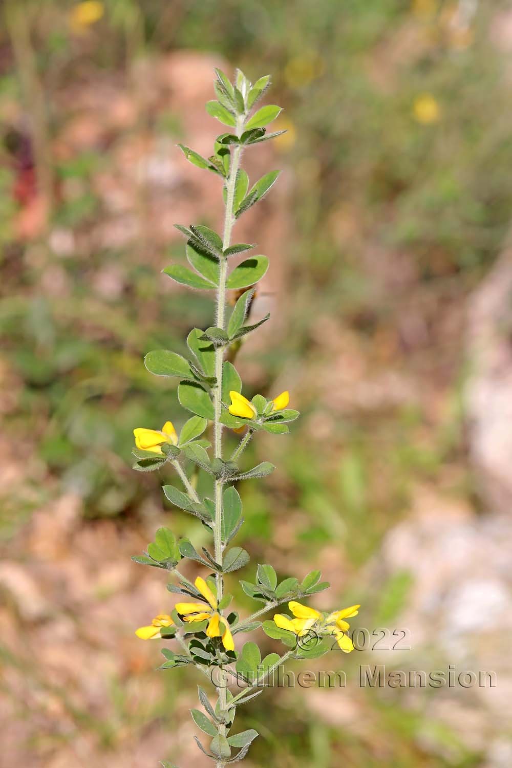 Cytisus villosus