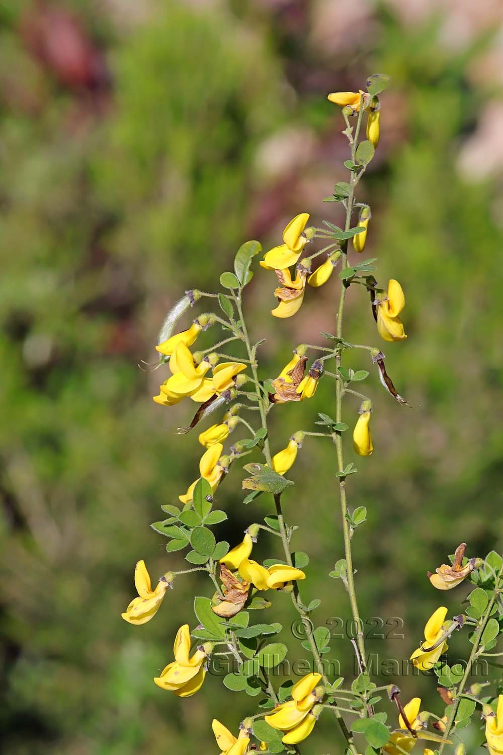 Cytisus villosus