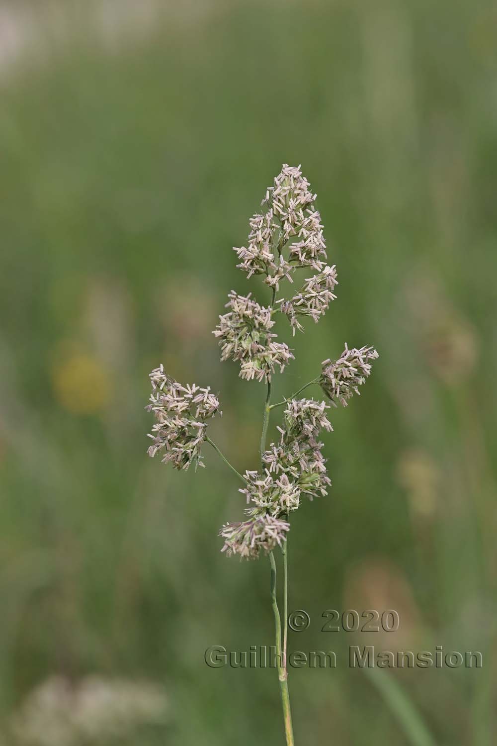 Dactylis glomerata