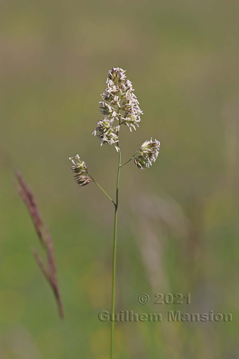 Dactylis glomerata