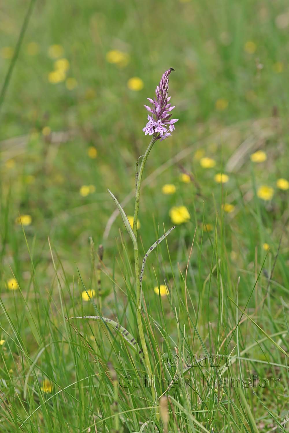 Dactylorhiza fuchsii