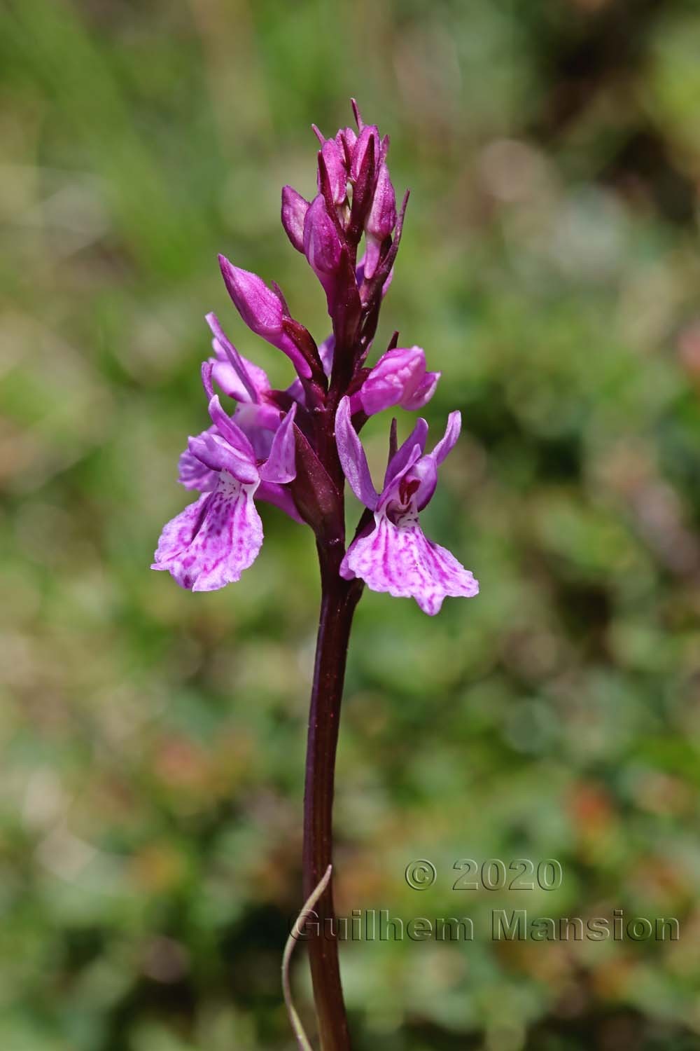 Dactylorhiza fuchsii