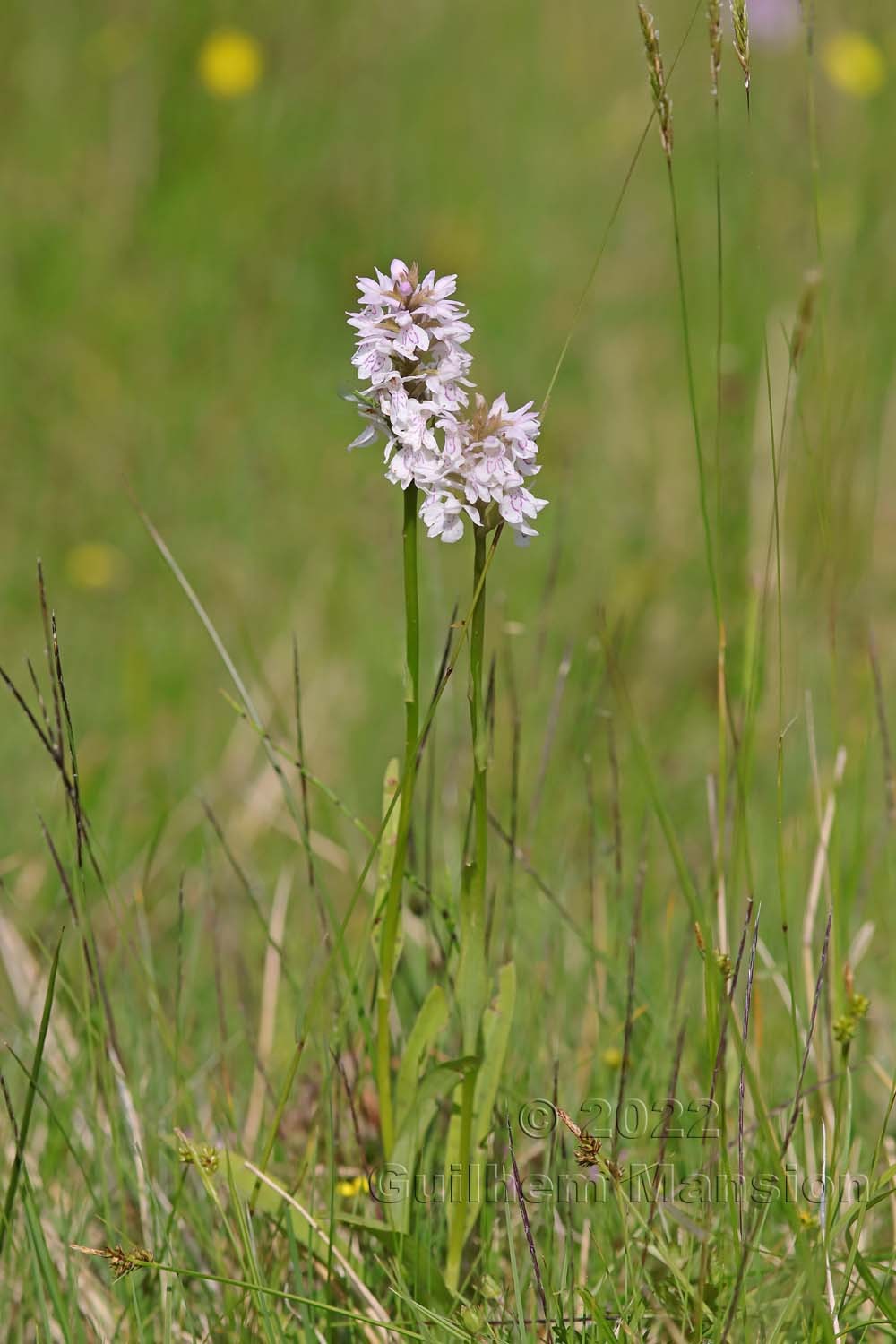 Dactylorhiza fuchsii