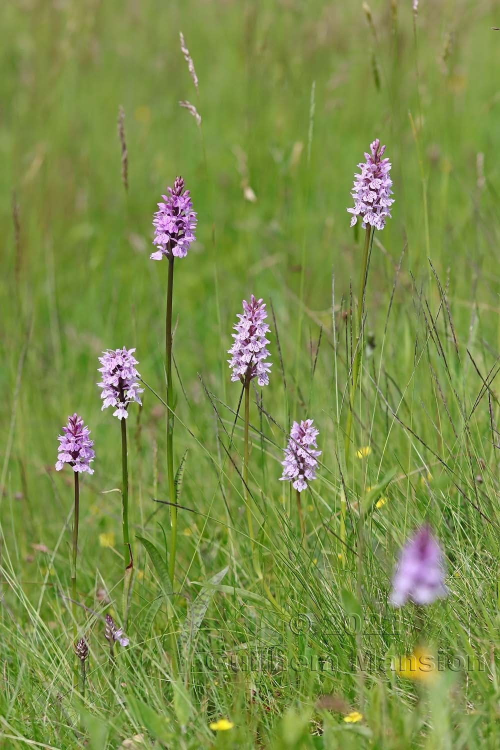 Dactylorhiza fuchsii