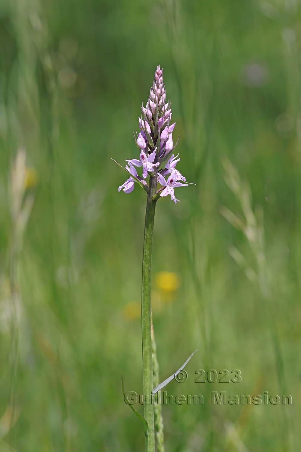 Dactylorhiza fuchsii