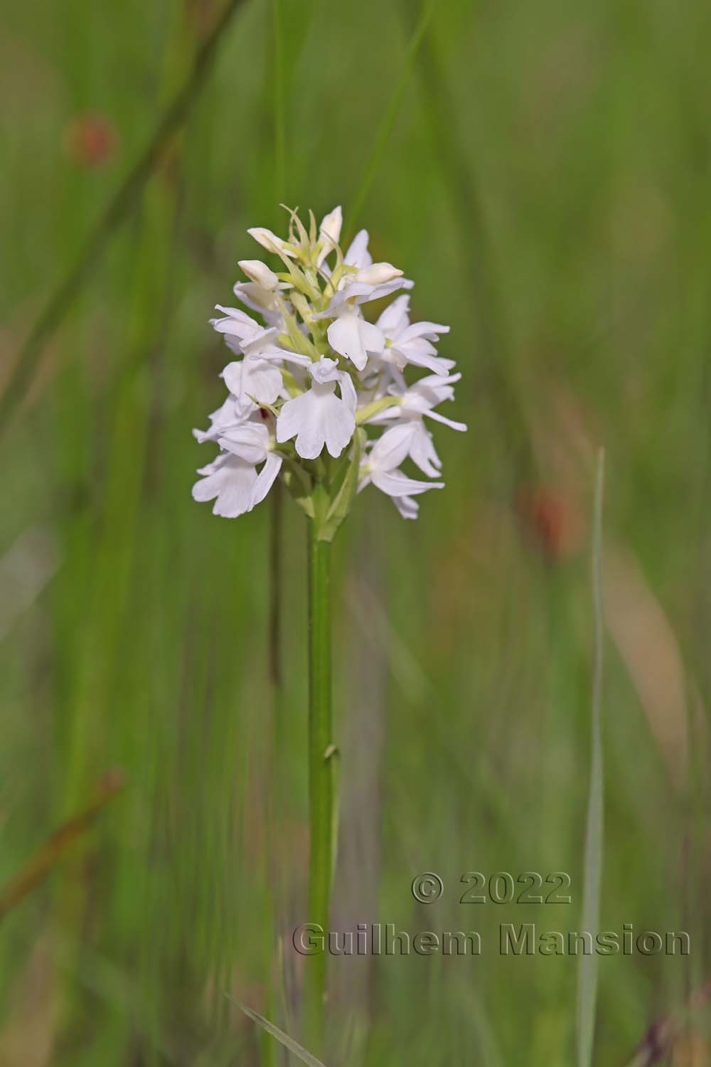 Dactylorhiza fuchsii