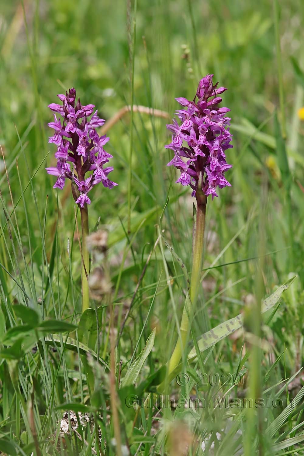 Dactylorhiza incarnata