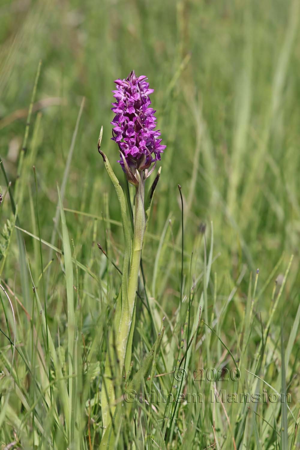 Dactylorhiza incarnata