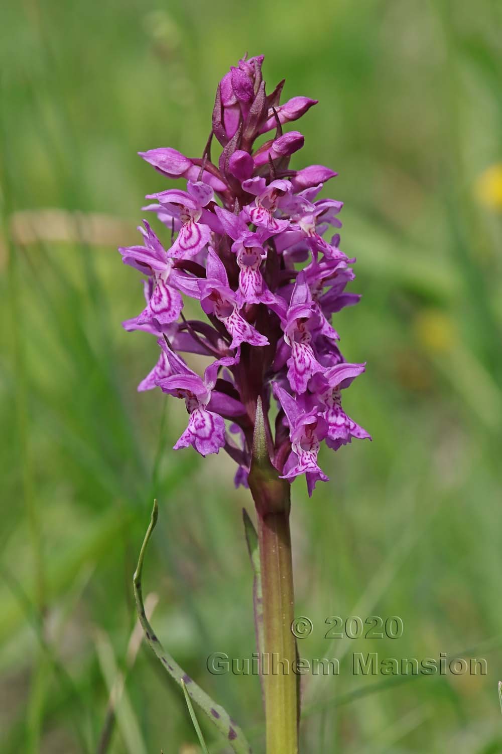 Dactylorhiza incarnata