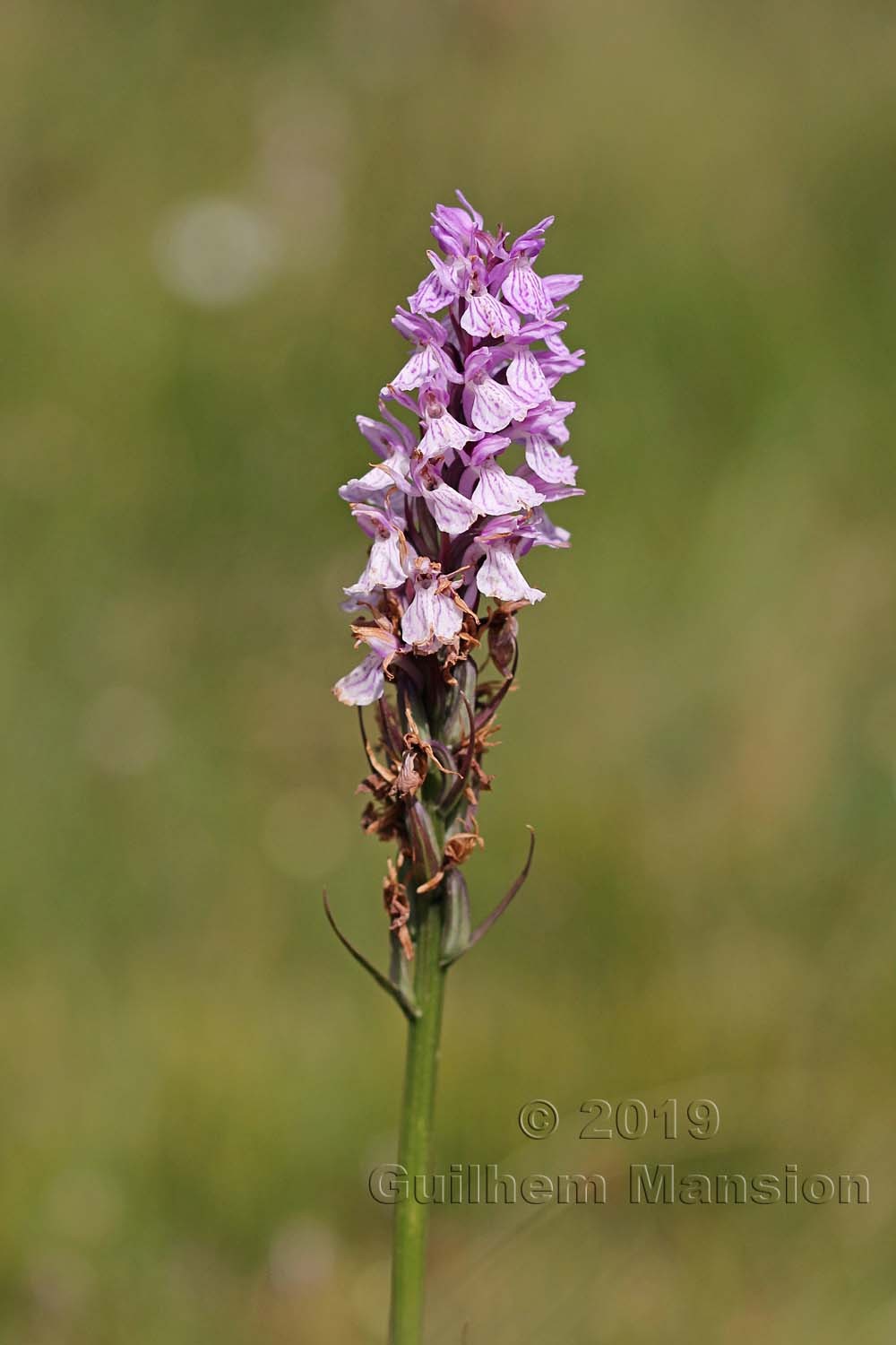 Dactylorhiza maculata