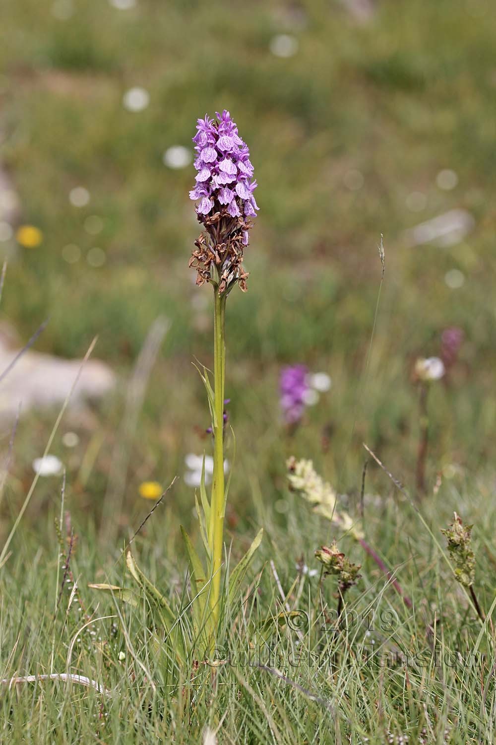 Dactylorhiza maculata