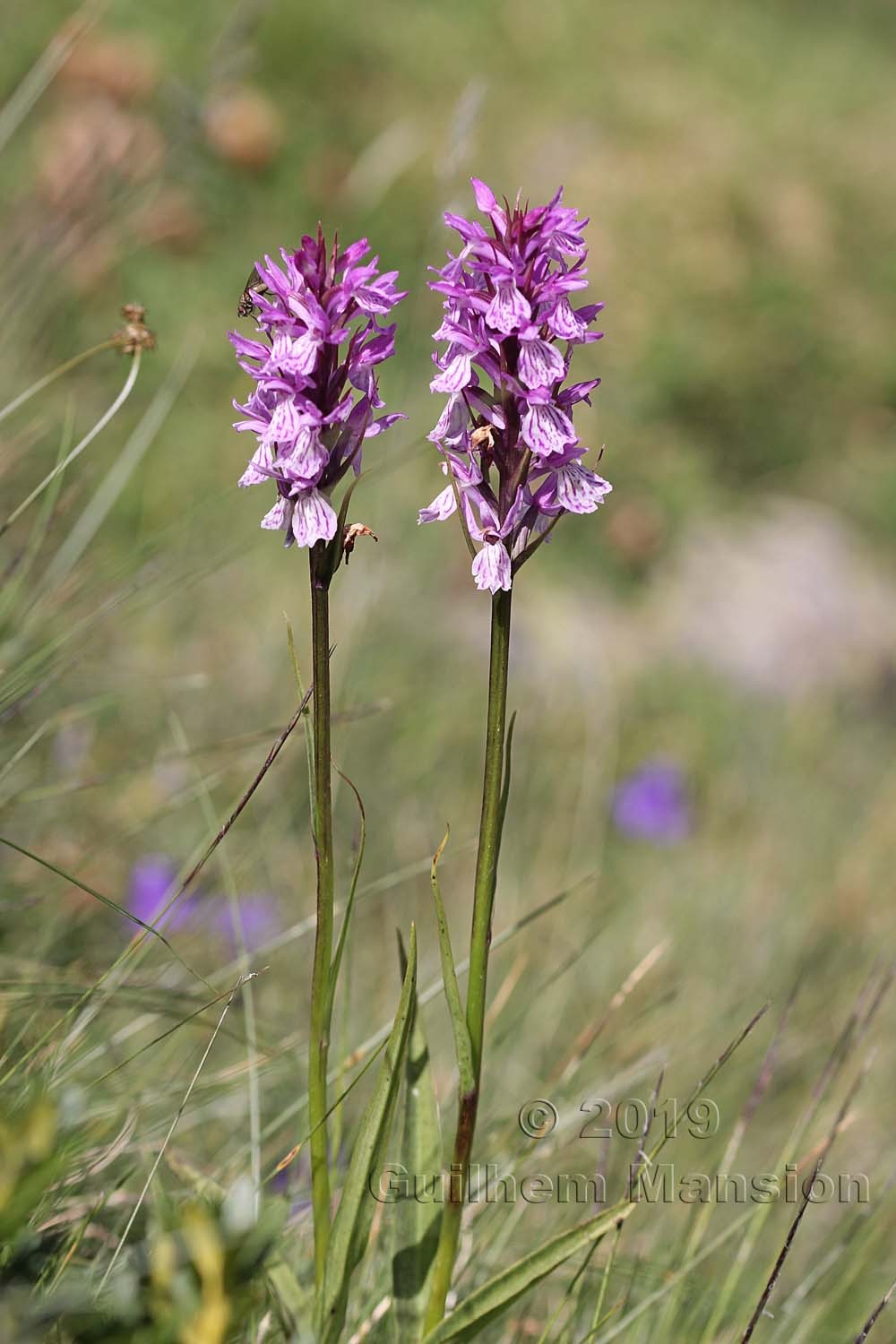 Dactylorhiza maculata