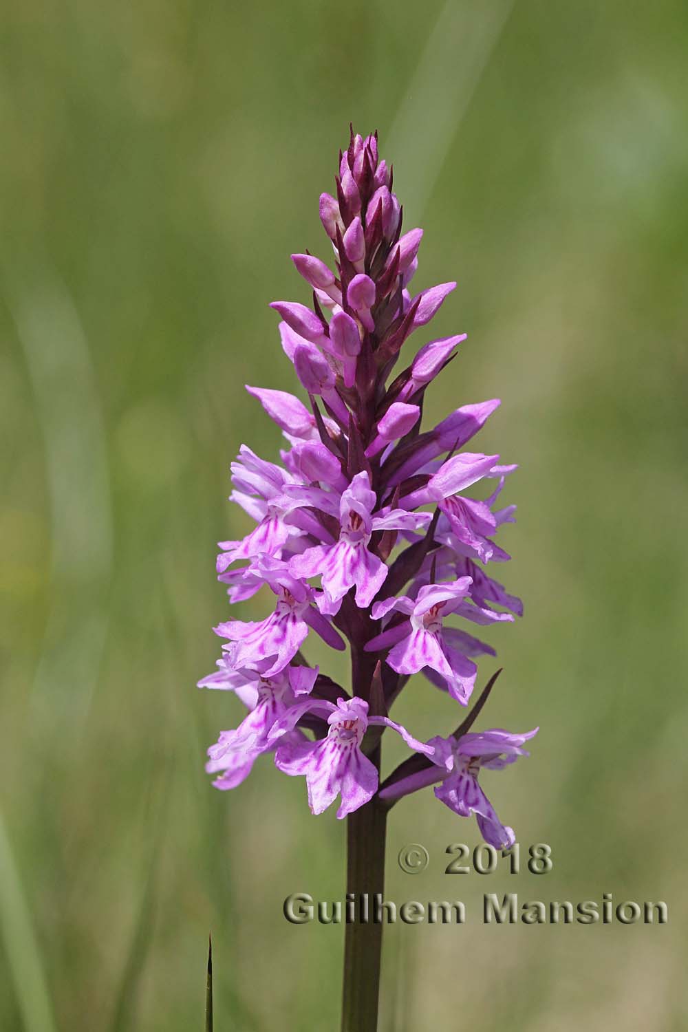 Dactylorhiza fuchsii