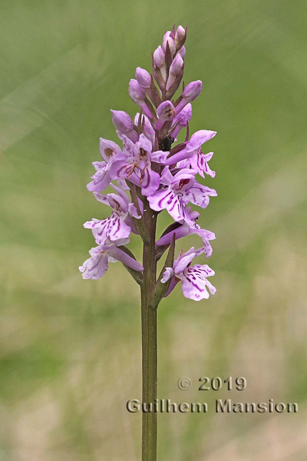 Dactylorhiza fuchsii