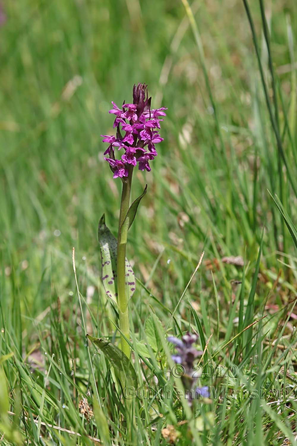 Dactylorhiza majalis