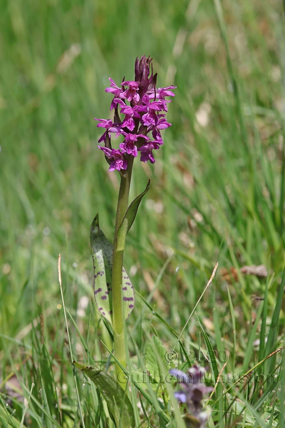 Dactylorhiza majalis