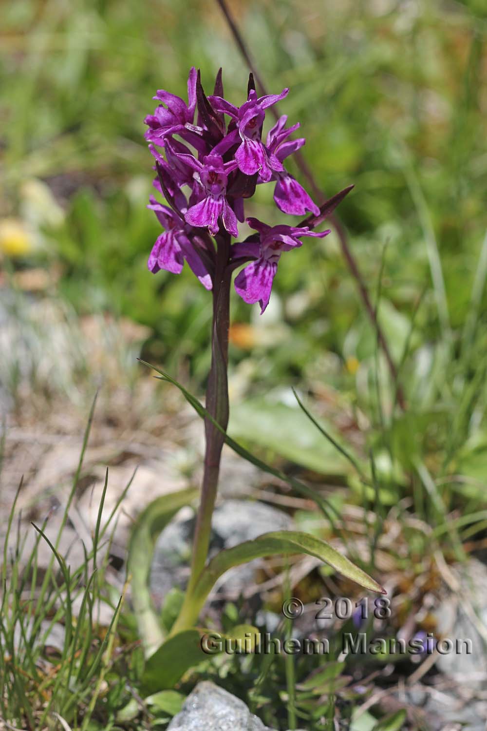 Dactylorhiza majalis