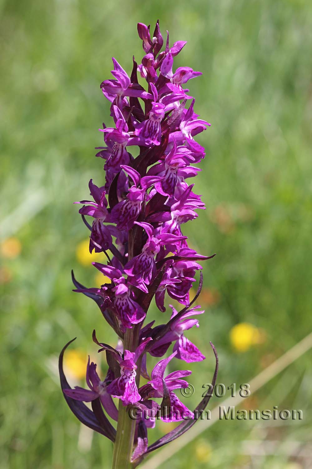 Dactylorhiza majalis