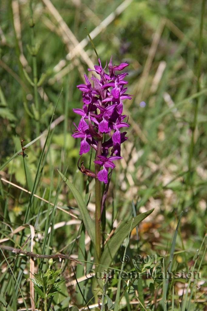 Dactylorhiza majalis