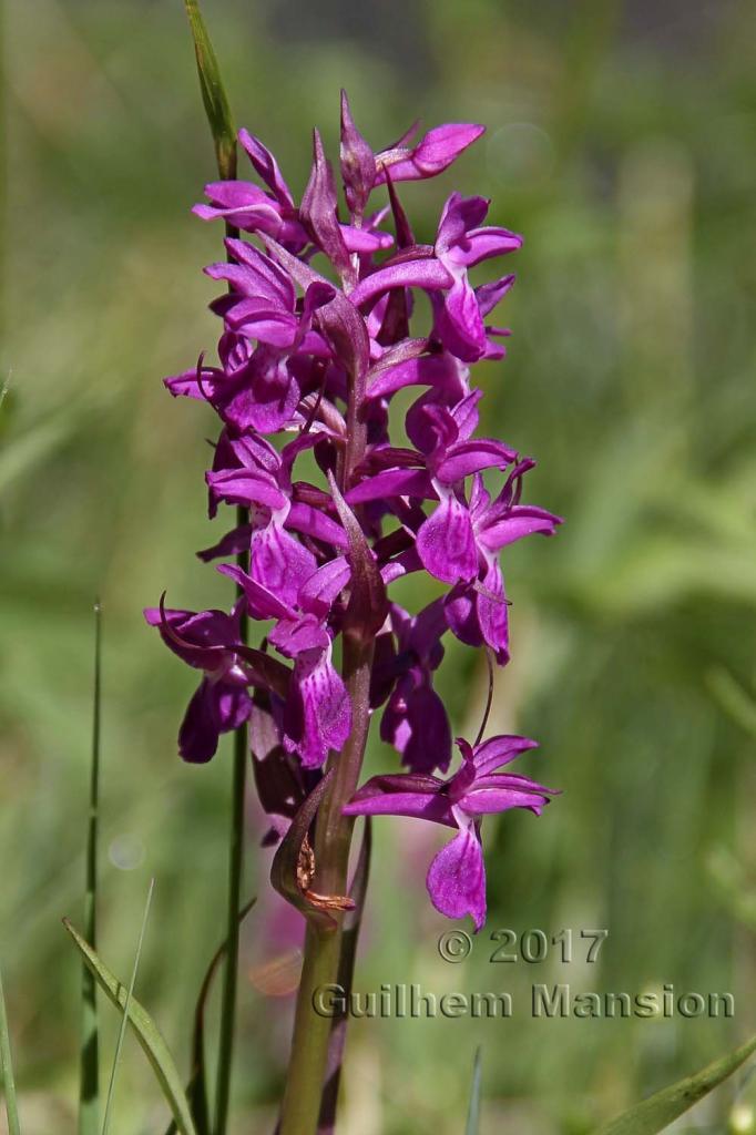 Dactylorhiza majalis