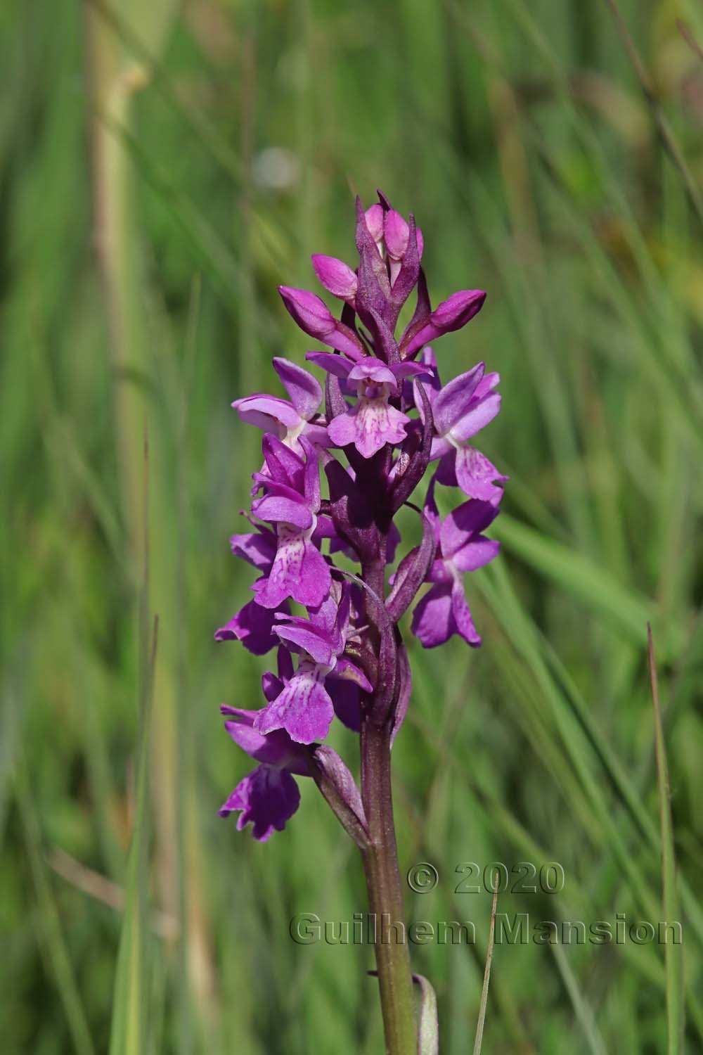 Dactylorhiza majalis