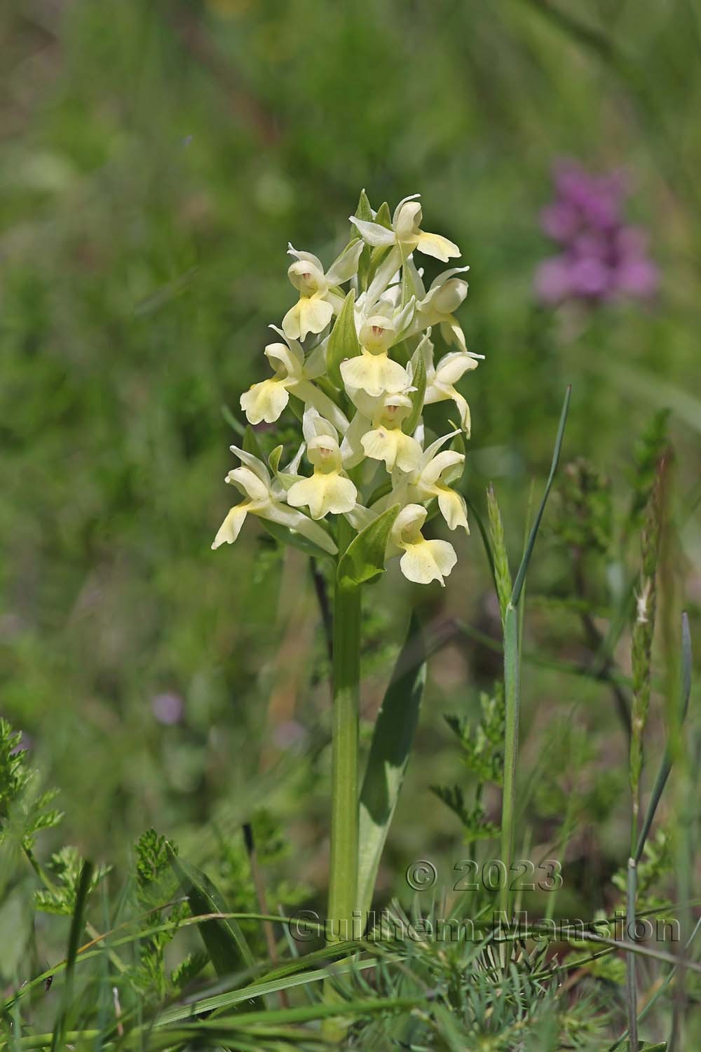 Dactylorhiza sambucina