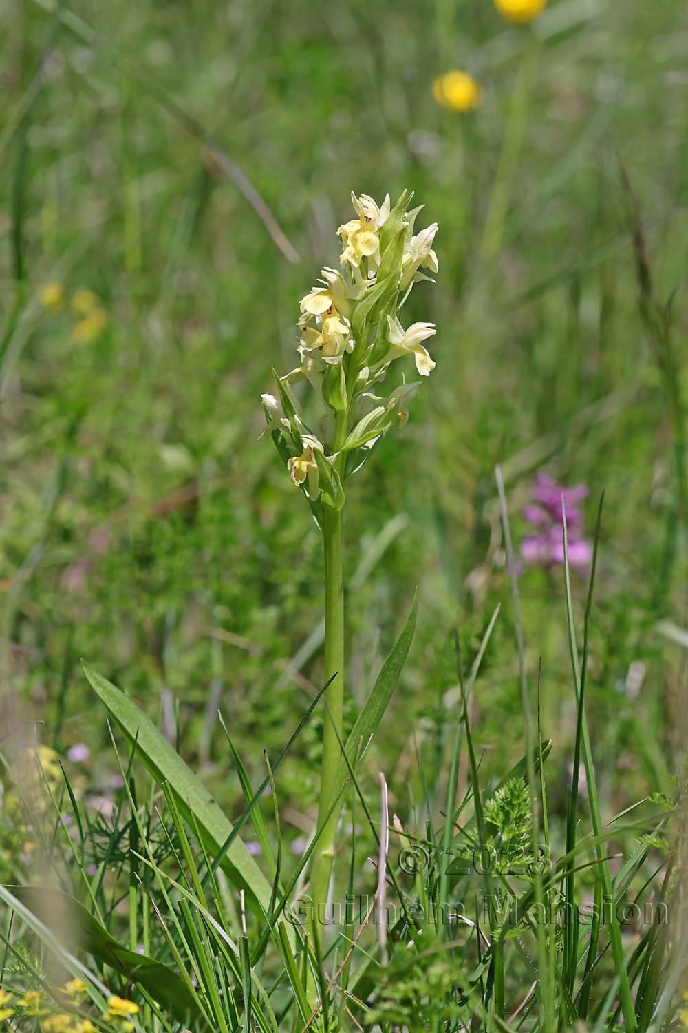 Dactylorhiza sambucina