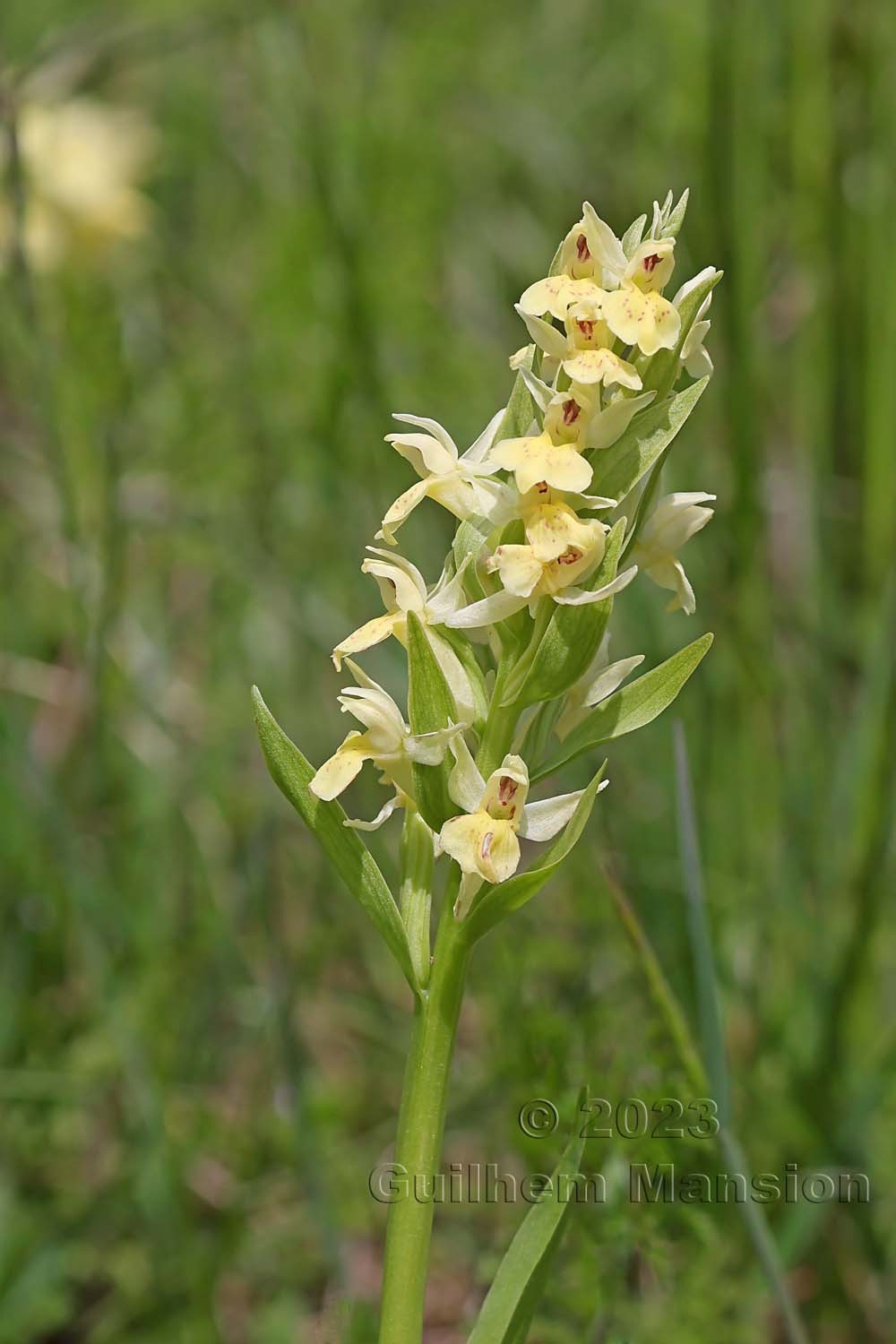 Dactylorhiza sambucina