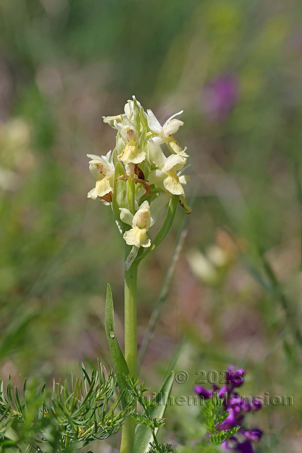 Dactylorhiza sambucina