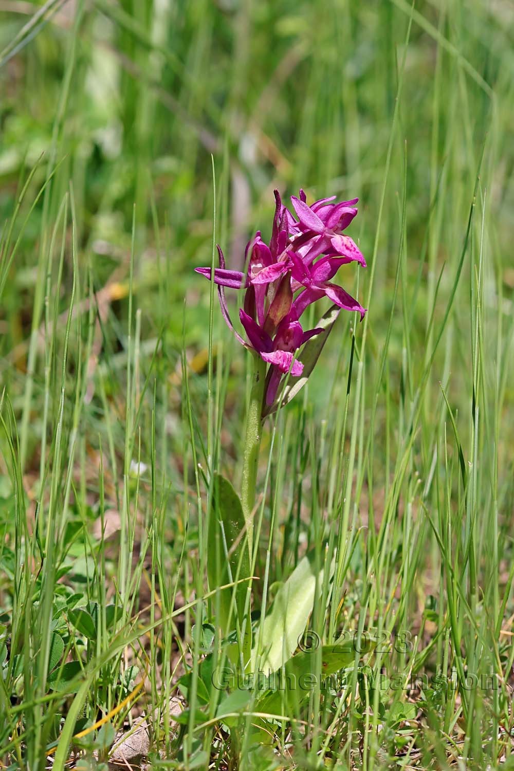 Dactylorhiza sambucina